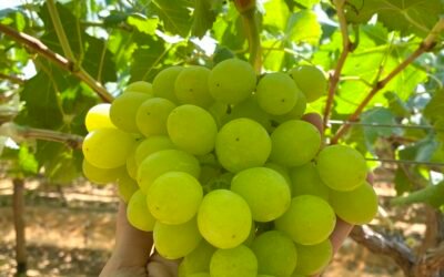 Early Prime White Seedless Grapes