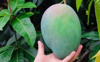 Ripe and Ready: Tips for Choosing the Perfect Mango Keitt.